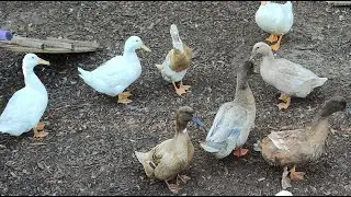 DiamondTrail Ranch is live at the Duck Pen on this cold spring morning #ducks #homestead