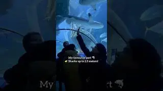 Why You Should Visit SEA LIFE 🐠🪸Munich!! #sealife #sealifeaquarium #shark