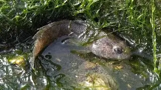 Fish caught out by tide - Newlyn Cornwall - Goby or Blenny?