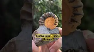 I can&rsquo;t believe I found these crystals in this fossil!🤩#shorts#ammonite