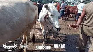 MBS18 Shope cows market place