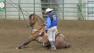 Kiger Mustang Stallion, Regalo de Gran Corazon , Albany Expo 2010