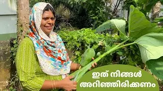 ഇത് നിങ്ങൾക്ക് ഇഷ്ടപ്പെടാതിരിക്കില്ല | നാവിൽ കൊതിയൂറും വിഭവങ്ങൾ | Easy Lunch Recipes | Salu Kitchen