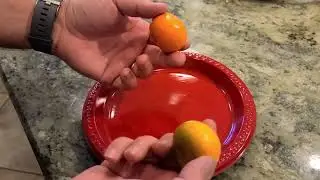 Tango Mandarin Tree