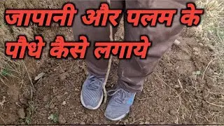 जापानी और पलम के पौधे कैसे लगाये ||