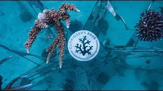 CASTAWAY ISLAND WINS GLOBAL AWARD FOR CORAL REEF RESTORATION.