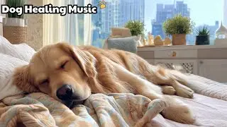 Dog Calming Music 🎧 Dog Music For Dogs To Calm Them 🎶 Calming Dog Music Softly Surrounding Pets