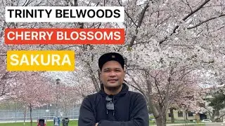 LIVE VIEWING ‼️SAKURA |CHERRY BLOSSOM AT TRINITY BELWOODS PARK | TORONTO CANADA