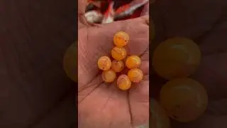 Catfish Eggs 🥰😱 #fish #food #fishingtechniques