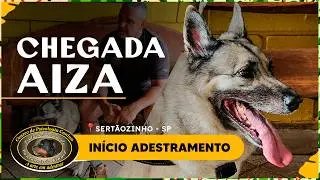 COMEÇA A JORNADA DE AIZA NO CANTADEIROS KENNEL