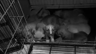 Full Weaning Process Starts Today ... SARF Diet Fed Puppies