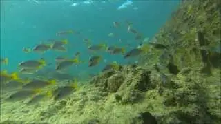 SANTA MARIA CABO VERDE -- ILHA DO SAL  -- SNORKELING IN THE SOUTH OF ISLAND