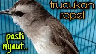 trucuk ngriwik kasar bikin ombyokan ngamuk emosi..! pancingan trucukan agar bunyi, trucukan gacor