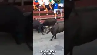 Bull rodeo madness