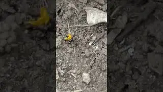 муравей нес&euml;т лепесток в муравейник Подпишись! #ant #nature #insect #animal #муравьи #насекомые