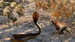 Brave Monkey vs Snake - King Cobra , Lizard  Real Fight Compilation | Big Battle In The Desert