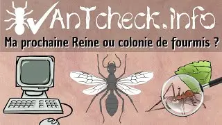 Ou acheter des reines et colonie de fourmis ? Présentation de AntCheck.info #2 La recherche