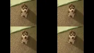 ~Remmy Sit! Speak!~ | 1.000.000 Times |