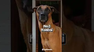 Top 5 Dangerous Dogs in Tamil Nadu #dogs #dogshorts #doglove #streetdog #streetdogs #shortsfeed #top