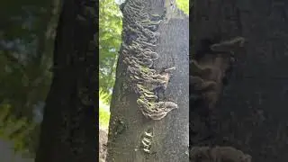 Harmony of life forms and destruction of wood | Duugy