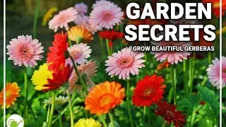 Best fertilizer for gerbera🌼🌸plant 🪴effective fertilizer for gerbera plant🪴