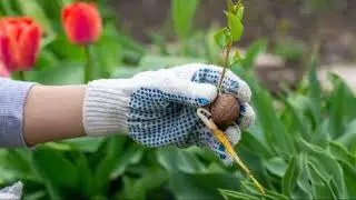 The Best Time to Plant a Tree: Start Now!