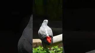 African Grey Parrots Care Tips and Essentials #PetBirds #ExoticPets #ParrotCare #BirdCare