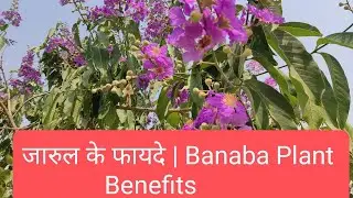 #Lagerstroemia #jarul #Queen's Flower #Banaba #Flower #Plant #Benefits #yt #Nature #amazing #garden