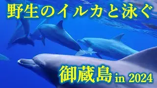御蔵島ドルフィンスイム(2024年10月26〜27日) Swimming with wild dolphins in 2024
