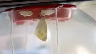 Small White Butterfly Emerging From Chrysalis (Amateur Time Lapse)