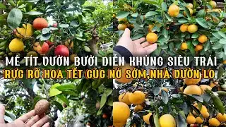 GIÁ HOA TẾT SÀI GÒN 2026 MÊ TÍT THÒ LÒ VƯỜN BƯỞI DIỄN ĐỘC LẠ RỰC RỠ VƯỜN HOA CÁ KIỂNG THÀNH THÁI Q10