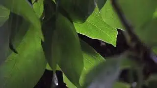 River Visualization | 10-Min Meditation for Stress