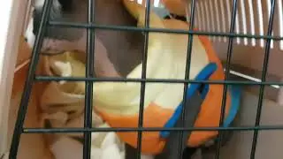 Cleo sphynx 2 year old needing expert sphynx home loving adoring baby