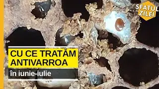 Cu ce tratam antivarroa in iunie-iulie ?