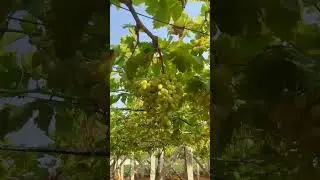 Beutifull fruit garden/grape farm #grapefarm #grapefruits #grapetree