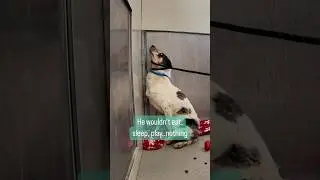 Watch the moment this shut down shelter dog leaves his corner 🥹 #dogs #doglover