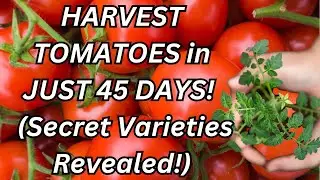 FASTEST Growing Tomatoes! 🍅 Harvest in Just 45 Days | Best Early Tomato Varieties