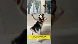 Lets try with trending huskey dog dancing video | Window blinds and curtains for home #dancingdog