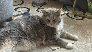 Mr.kitty&rsquo;s carnival day