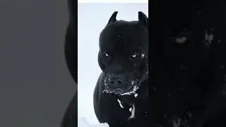 самый лучший собака пидбуль🥰 лайк и подписка😜