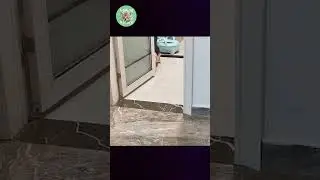 Meravigliosi Animali : Una Esilarante Avventura tra la Bellezza e il Divertimento puro ! 😍😍 # shorts