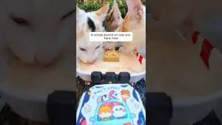 Feeding Stray Cats with a Hidden Camera #cats #cuteanimals #straycats #feeding #hiddencamera #funny