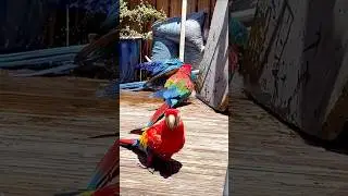 Mecew Parrots Are Taking A Bath #shorts #youtubeshorts #trending #viralvideo #shortvideo #ytshorts