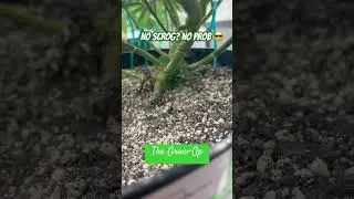 Keeping strong stems with silica so I don&rsquo;t use a SCROG net #indoorplants #cannabiseducation #plants