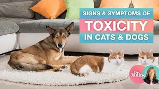 Healthy Pets | Signs & Symptoms of Toxicity in Cats & Dogs | Dr. J9 Live