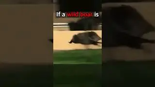 Surviving a Wild Boar Attack: Essential Tips