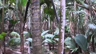 Vall&eacute;e de Mai auf Praslin, Seychellen
