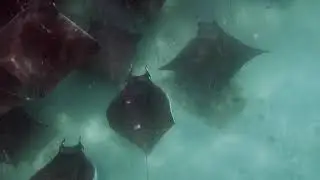 Mobula Ray Madness