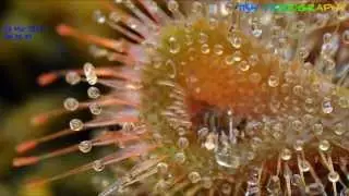 Drosera Burmannii taking on a small fly