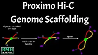 Proximo Hi-C Genome Scaffolding | Proximity Ligation for Genome Scaffolding | Hi-C Method |